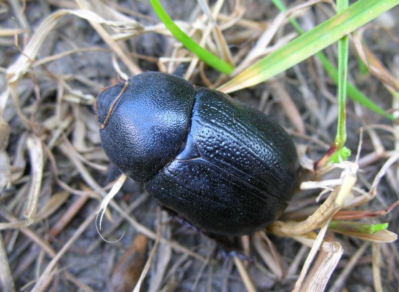 Pentodon bidens